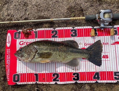 ブラックバスの釣果