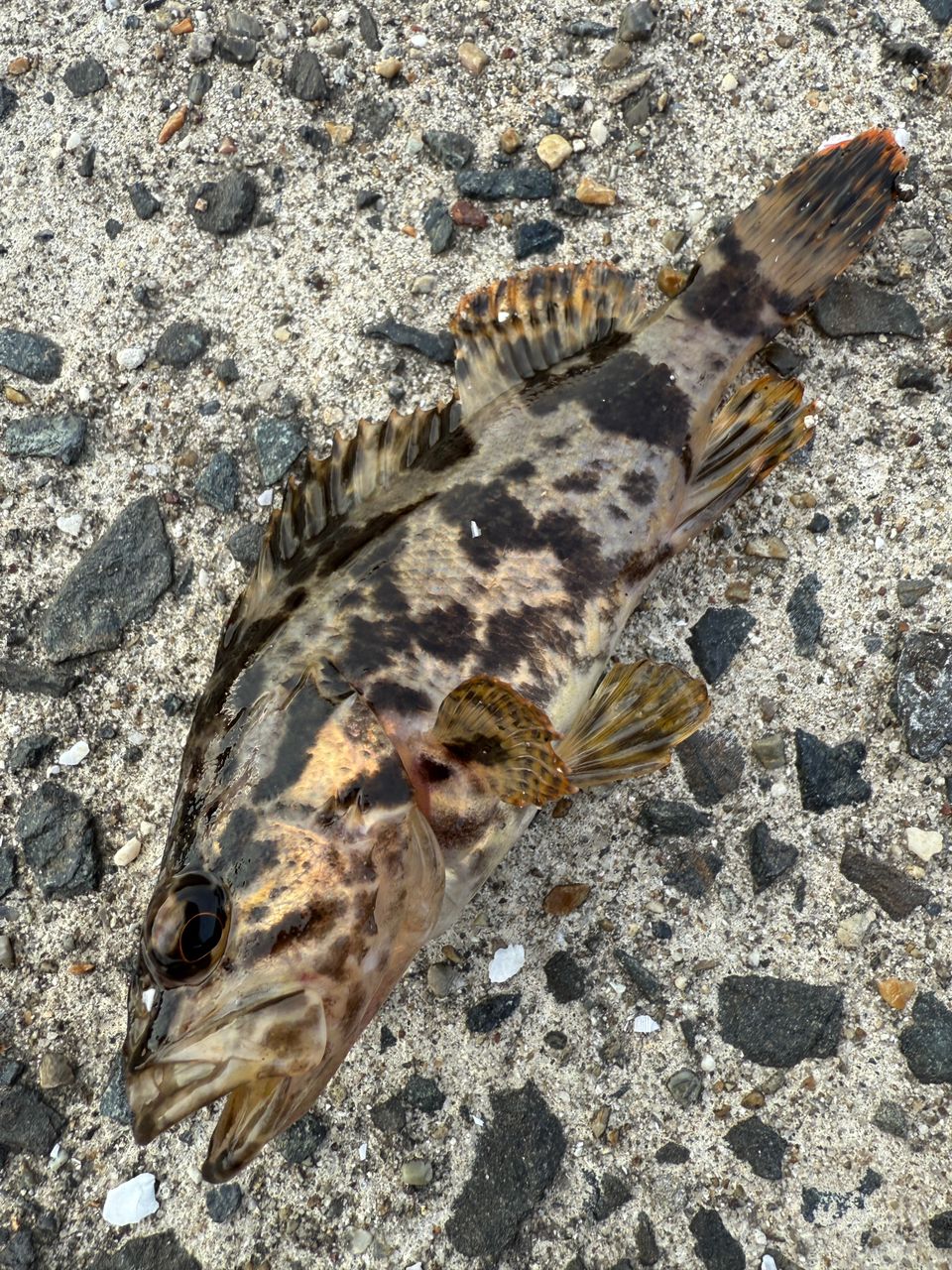 タケノコメバル