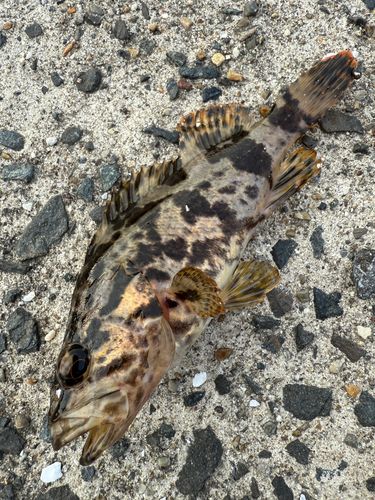 タケノコメバルの釣果