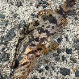 タケノコメバル