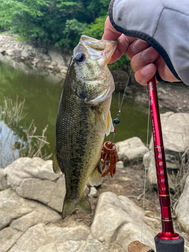 ブラックバスの釣果