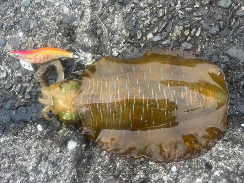 アオリイカの釣果