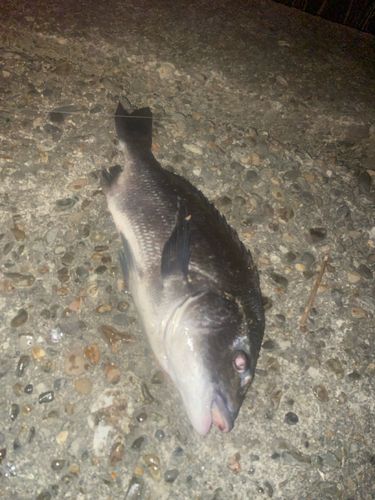 チヌの釣果