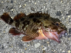 カサゴの釣果