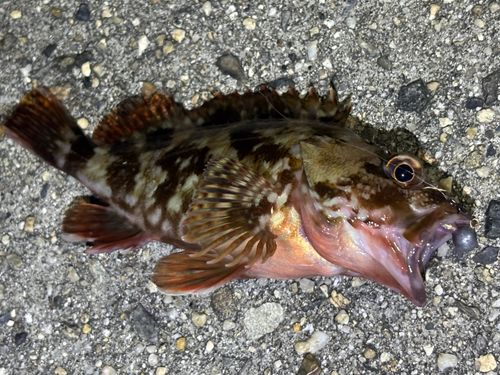 カサゴの釣果