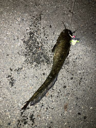 マナマズの釣果