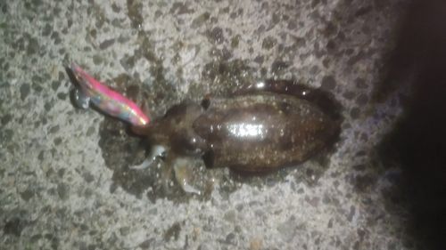 コウイカの釣果