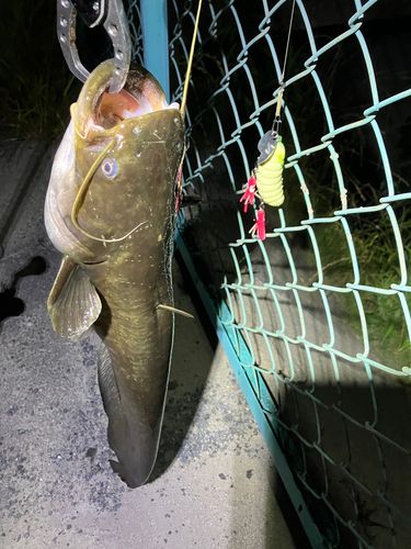 マナマズの釣果