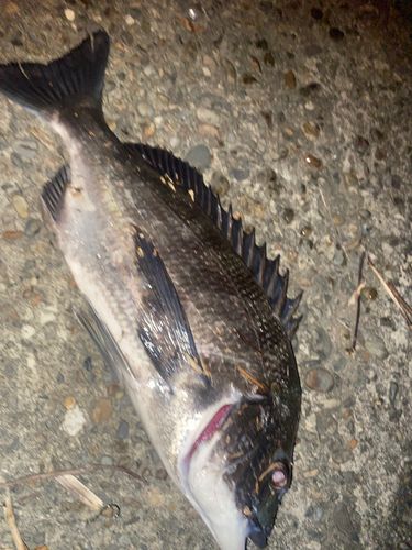 釣果