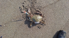 ガザミの釣果