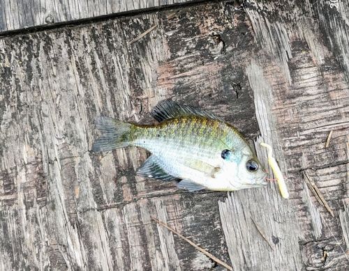 ブルーギルの釣果