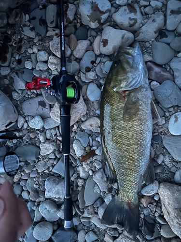 スモールマウスバス