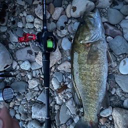 スモールマウスバス