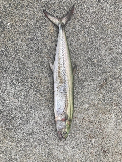 サワラの釣果