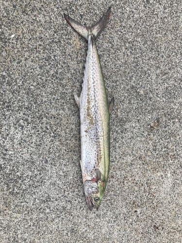 サワラの釣果