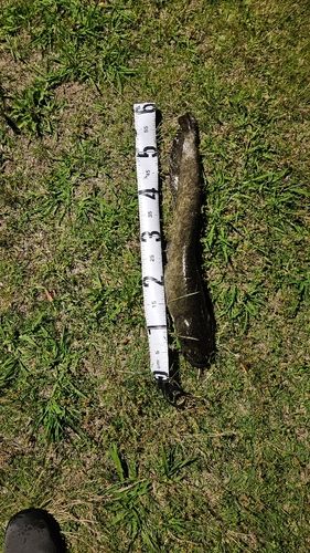 ナマズの釣果