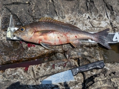 イサキの釣果