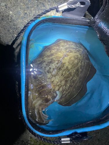 モンゴウイカの釣果