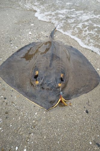 アカエイ