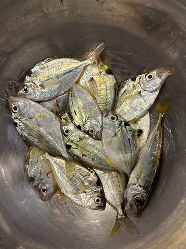 ヒイラギの釣果