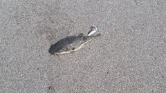クサフグの釣果