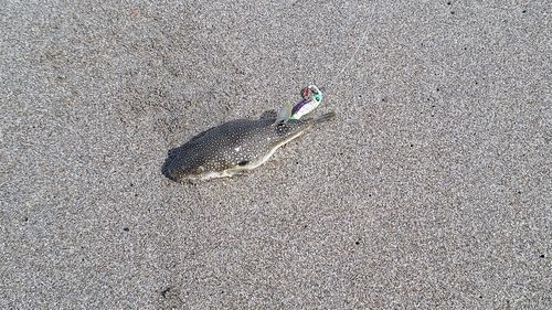 クサフグの釣果