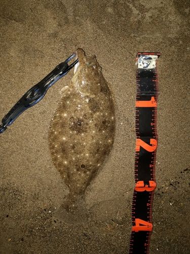 ソゲの釣果
