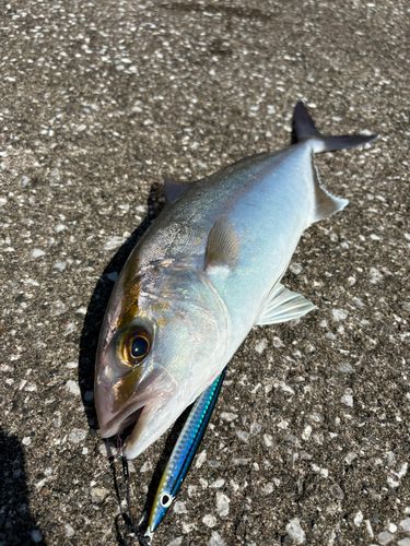 ショゴの釣果