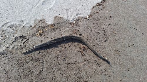 ダツの釣果