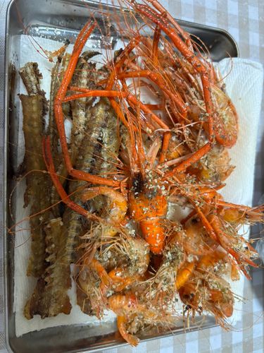 エビの釣果