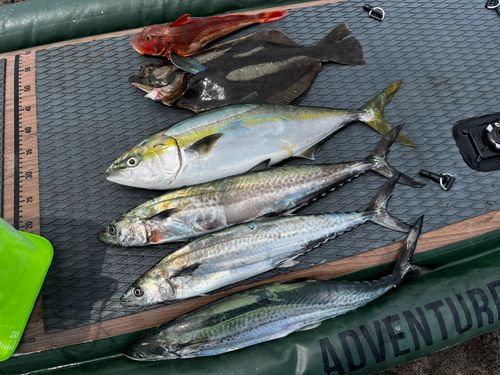 ワラサの釣果