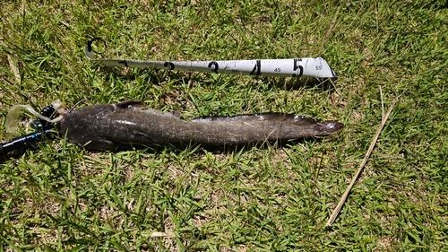 ナマズの釣果