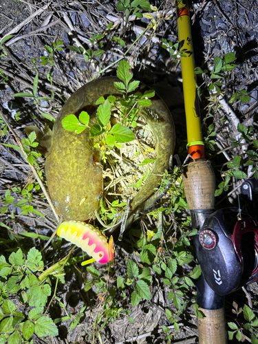 ナマズの釣果