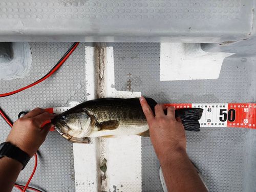 ブラックバスの釣果