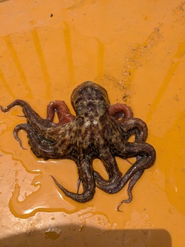タコの釣果