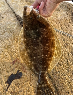 ヒラメの釣果