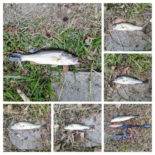 ブラックバスの釣果