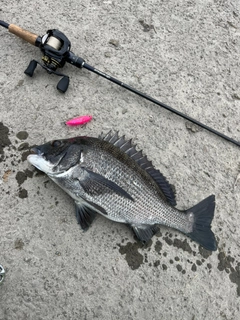 クロダイの釣果