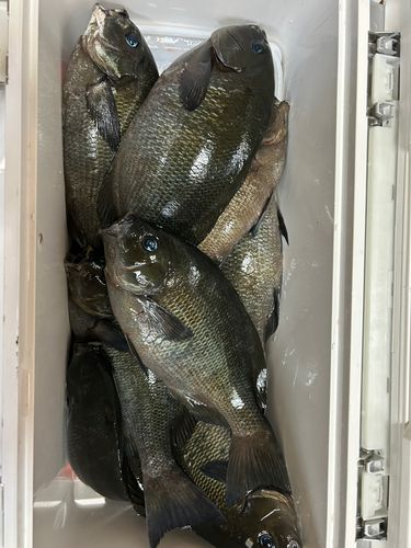 クロの釣果
