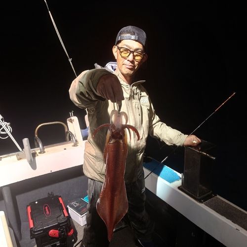 ヤリイカの釣果