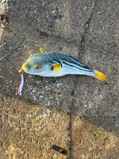 シマフグの釣果