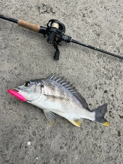 キビレの釣果