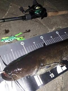 ナマズの釣果