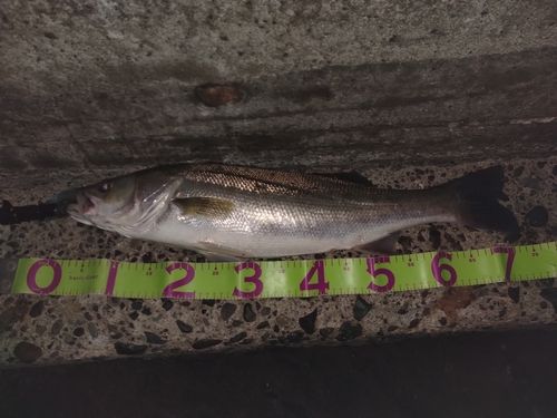 マルスズキの釣果