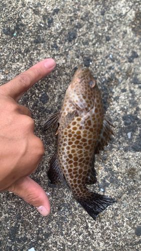 釣果