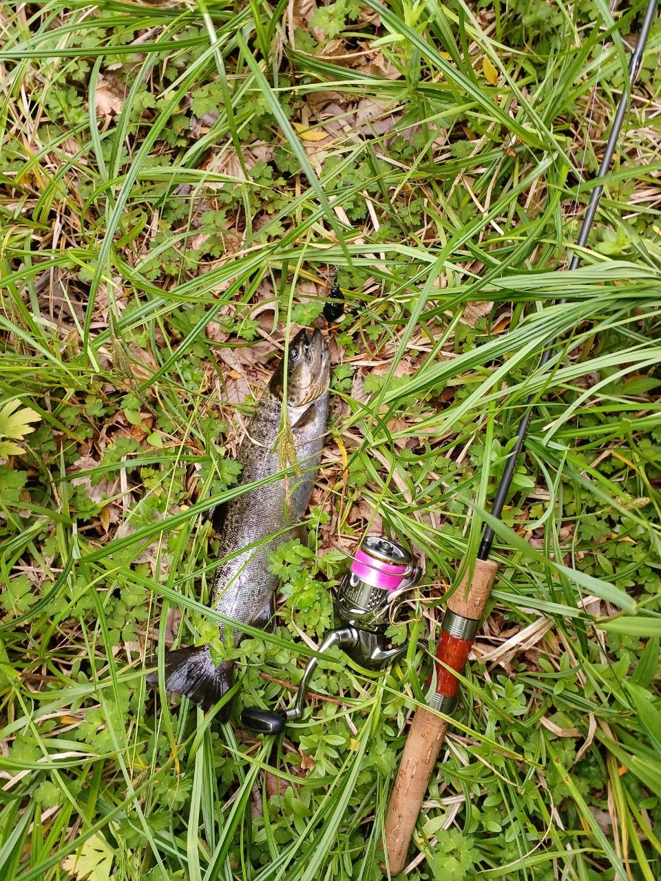 ブラウントラウト