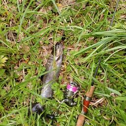 ブラウントラウト