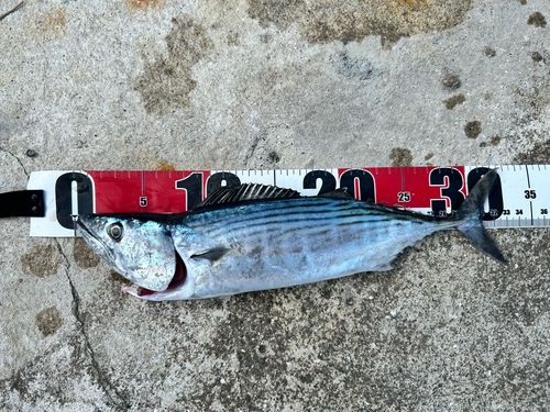 ハガツオの釣果