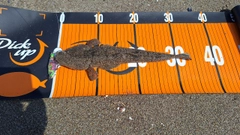 マゴチの釣果
