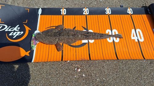 マゴチの釣果